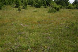 Celkový pohľad na suchšie časti lúky s bohatým podrastom Cladonia mitis subsp. mitis